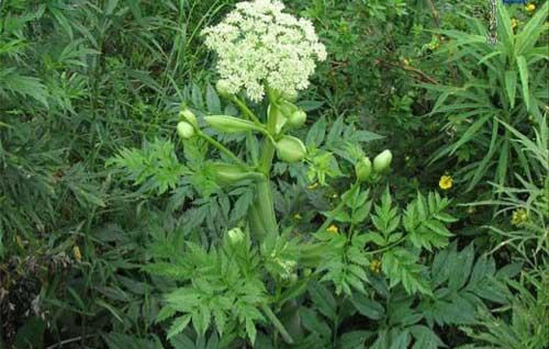 當歸植物有蜜嗎(當歸花開花有蜜嗎)