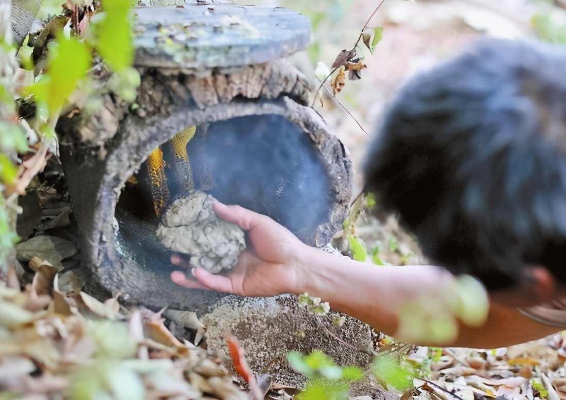 蜜蜂喜歡牛糞嗎（牛糞對蜜蜂的吸引力）