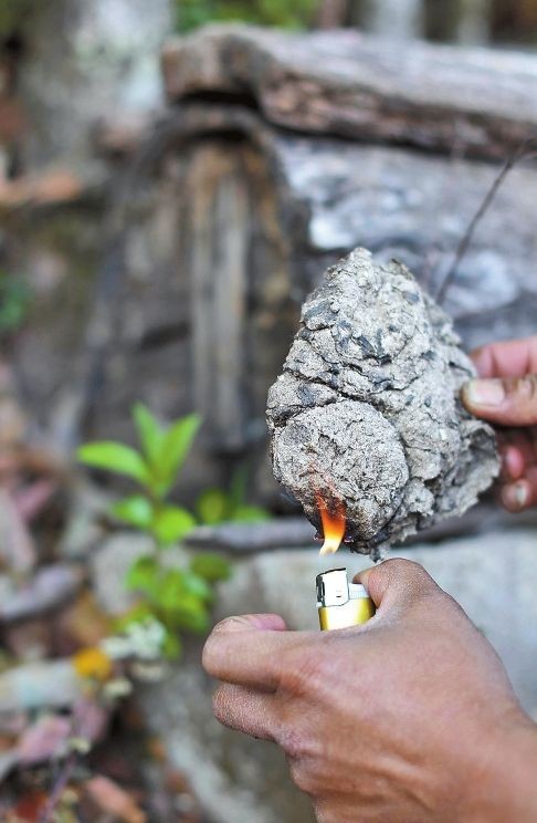 蜜蜂喜歡牛糞嗎（牛糞對蜜蜂的吸引力）