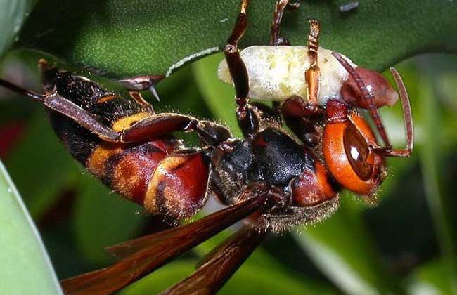 虎頭蜂最怕什么東西？(用什么驅趕虎頭蜂)