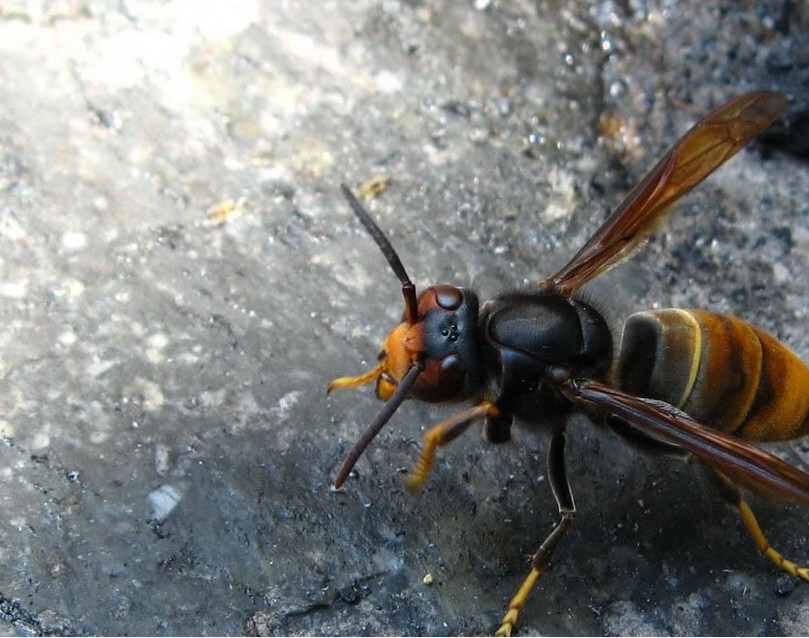 養(yǎng)殖胡蜂技術(shù)的步驟（胡蜂的養(yǎng)殖技術(shù)大全）