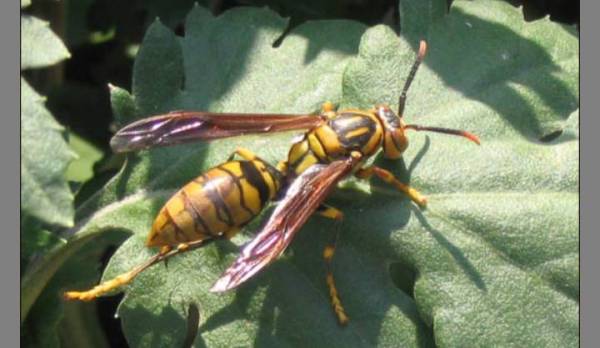 養(yǎng)殖胡蜂技術(shù)的步驟（胡蜂的養(yǎng)殖技術(shù)大全）