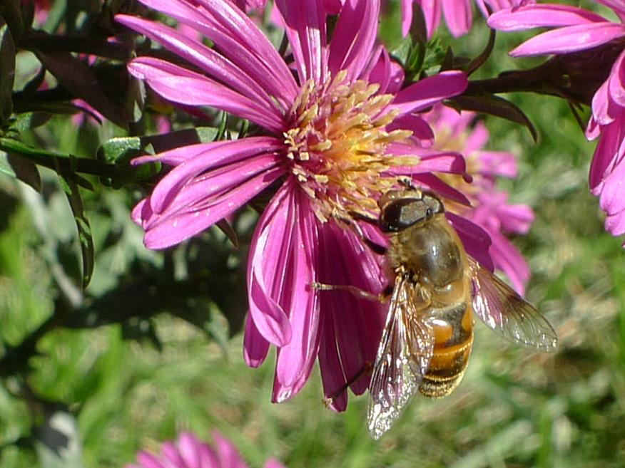 一個(gè)蜂箱有多少只蜜蜂（蜜蜂有幾萬(wàn)只）