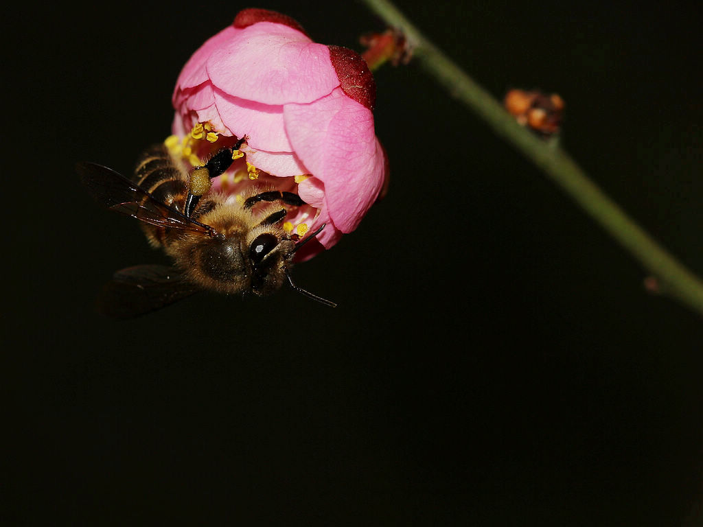一個(gè)蜂箱有多少只蜜蜂（蜜蜂有幾萬(wàn)只）
