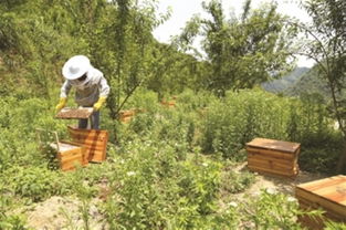 中蜂場(chǎng)養(yǎng)哪兩種蜂好（中蜂養(yǎng)殖，哪種蜂王好）