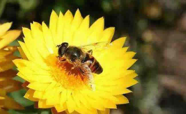 養(yǎng)20箱蜜蜂能掙多少錢(qián)？