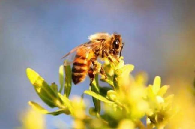 養(yǎng)20箱蜜蜂能掙多少錢(qián)？