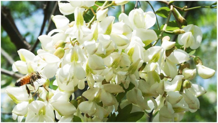 蜜蜂花卉有哪幾種？(告訴你蜜蜂都喜歡什么花的花蜜)