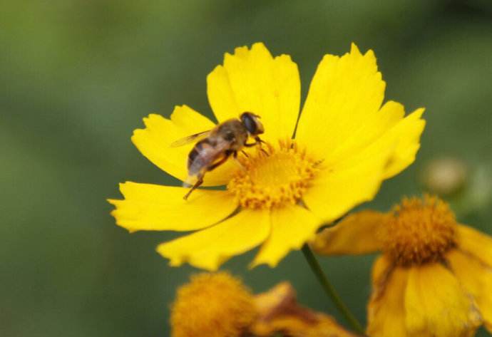 夏季養(yǎng)蜂有哪些需要注意的地方？