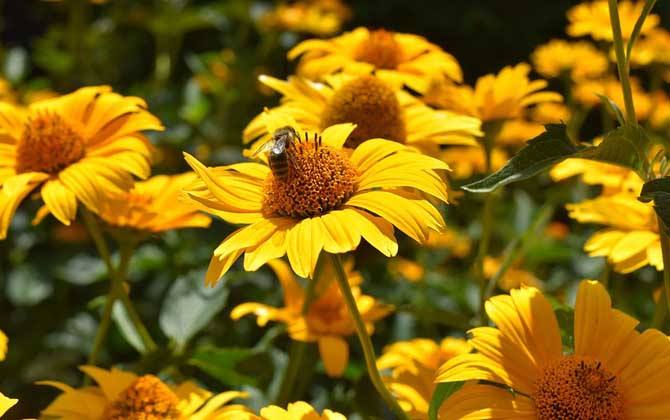 夏季養(yǎng)蜂有哪些需要注意的地方？