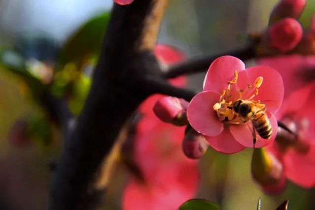 養蜂新手怎么起步（初次養蜂要注意什么）
