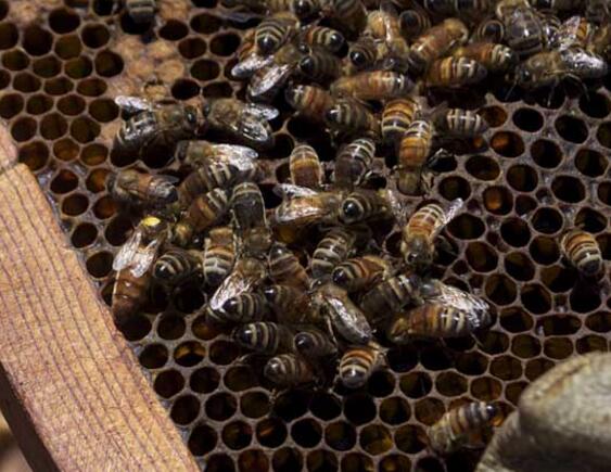 大蜂場(chǎng)換蜂王老王關(guān)在哪里（中蜂換王老王怎么處理 ）