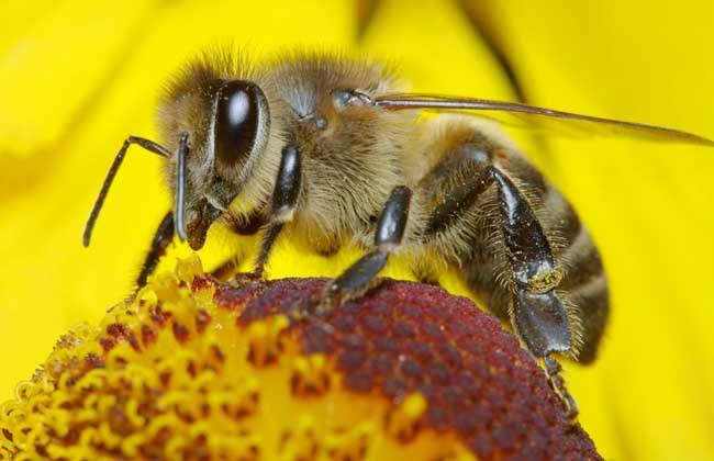 蜜蜂養(yǎng)殖的基礎知識