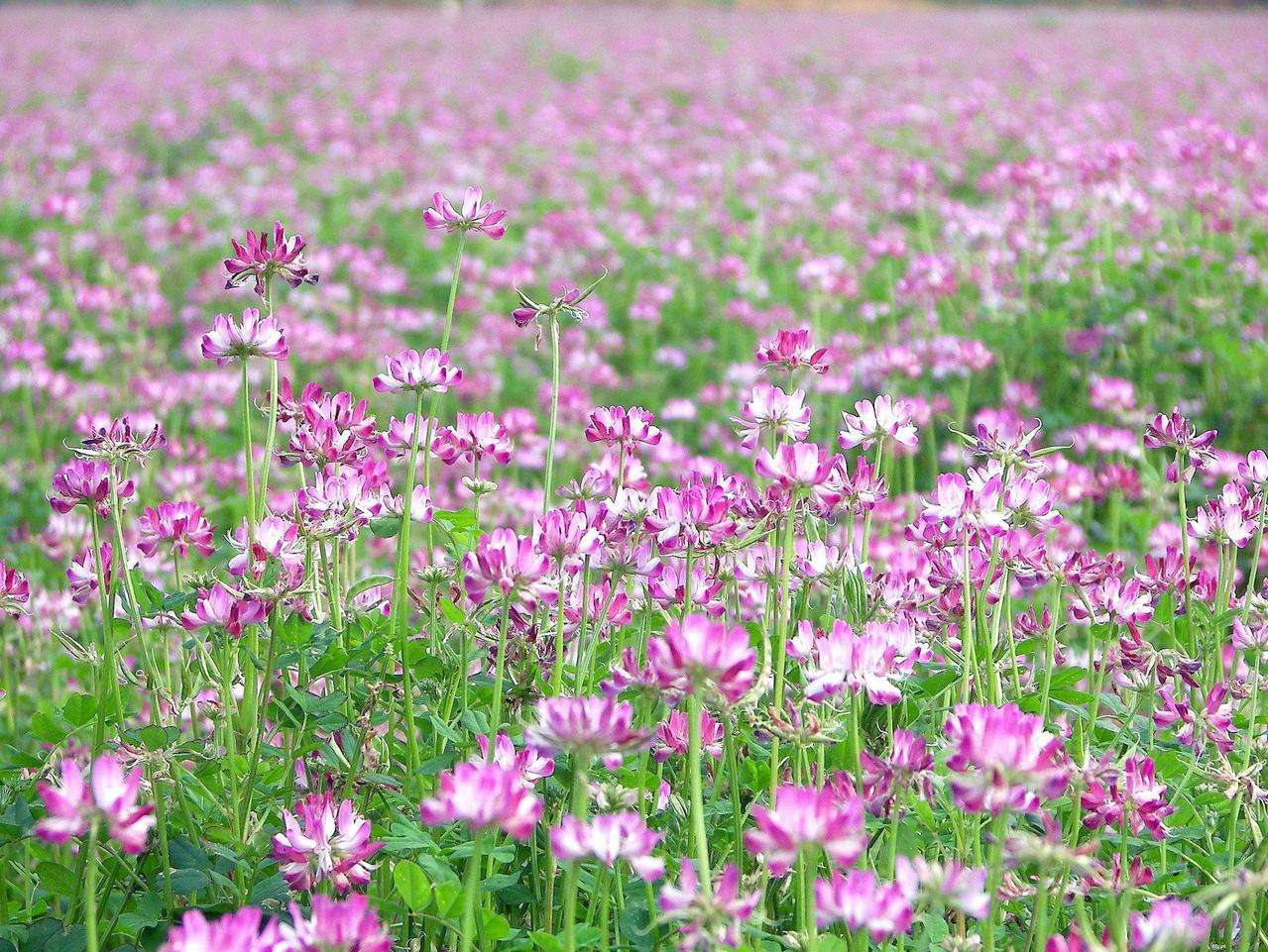 紅花草是紫云英嗎（紫云英和紅花草的區別）