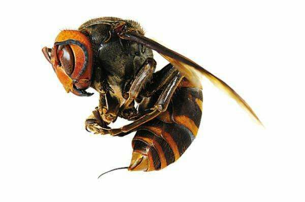 <p> 	中國大虎頭蜂,亦叫做&ldquo;金環(huán)胡蜂&rdquo;,又名：中華大虎頭蜂、桃胡蜂、人頭蜂、葫蘆蜂或馬蜂等多種叫法，屬膜翅目胡蜂科，是我國虎頭蜂品種中最大的一種，也是世界五大毒蜂之一。&ldquo;虎頭蜂&rdquo;是民間的俗稱，因其頭大似老虎，性情暴躁兇猛如虎，全身長有虎斑紋，所以人們稱作&ldquo;虎頭蜂&rdquo;。</p> <h2> 	分布范圍</h2> <p> 	大虎頭蜂的分布分為不廣，主要分布在我國的福建、廣東兩省以及廣西東部地區(qū)，生活環(huán)境以海拔1300米以下的丘陵、地山地區(qū)?；㈩^蜂屬群居性昆蟲，一般一個群體包括蜂王以及占絕大多數(shù)的工蜂，而工蜂中大部分以雌蜂居多，雄峰占比較少。大虎頭蜂一般筑巢于樹枝、地窟等等環(huán)境，一般一個群體數(shù)量有上千只，大的群體數(shù)量可達上萬只。</p> <h2> 	形態(tài)特征</h2> <p> 	大虎頭蜂一般體長28~40mm左右，頭部為橙黃色，胸部幾乎全是黑色，前胸兩側(cè)為紅褐色，大顎發(fā)達，腹部末端的螫針和毒腺相連，身長虎斑紋。</p> <h2> 	生活習(xí)性</h2> <p> 	大虎頭蜂以各類昆蟲為食，如雜食性昆蟲等，幼蟲則以毛毛蟲等昆蟲的幼蟲為食物，因此起到自然界病蟲害的大規(guī)模繁殖抑制的作用，長大成蟲后以果實或樹木汁液為食。一般在每年的4月~5月間開始繁殖，6月~7月間長成成蜂，10以后就開始外出覓食，如遇食物匱乏時節(jié)也會自相殘殺，一到冬季，基本上就難以尋覓大虎頭蜂的蹤跡。</p> <h2> 	毒性分析</h2> <p> 	大虎頭蜂蜂毒一種毒蛋白，成份為氨基酸，人被蜇以后，蜂毒會進入體，使人出現(xiàn)中毒現(xiàn)象，如紅腫、奇癢、刺痛等過敏癥狀，嚴(yán)重時會使人休克或死亡；據(jù)有關(guān)統(tǒng)計，一個成年人被大虎頭蜂叮咬200次左右，才會有生命危險。</p> <h2> 	被蜇后怎么處理</h2> <p> 	如若被大虎頭蜂叮咬后，最好的治療辦法就是在被叮咬處使用3%的蘇打水和鹽水涂抹傷口，中和毒性，如若出現(xiàn)腫脹或疼痛，可進行冰敷處理，基本上可以緩解大部分的疼痛，同時大虎頭蜂的刺是不能直接強行拔出的，會使更多的蜂毒注入人體，引起二次傷害，最好是處理好傷口后立即到正規(guī)醫(yī)院進行后續(xù)的處理。</p> <h2> 	如何防止被大虎頭蜂叮咬</h2> <p> 	1.不要主動干擾或攻擊大虎頭蜂；</p> <p> 	2.外出郊游不要穿鮮艷顏色的衣服，也不要涂抹香水，甚至是芳香味的洗發(fā)液或除汗劑；</p> <p> 	3.盡量長褲長袖上山；</p> <p> 	4.如遇大虎頭蜂不要驚慌，也不要奔跑，緩慢遠(yuǎn)離即可。</p> <h2> 	藥用價值</h2> <p> 	大虎頭蜂雖然毒性強烈，但卻有非常好的藥用價值，可以當(dāng)做藥材使用，民間偏方常用大虎頭蜂、虎頭蜂窩泡酒治療風(fēng)濕病的做法，《神龍本草經(jīng)》有記載，蜂巢，中醫(yī)稱之為露蜂房。認(rèn)為其味苦，平，毒。民間有直接咀嚼干凈治療鼻炎效果明顯，對蟲牙、風(fēng)熱牙痛效果明顯，對食道癌，胃癌等也有較好效果，可緩解病情，延長生命。</p> <p> 	<font color="red">總結(jié)：</font>大虎頭蜂具有十分致命的攻擊力，但本身不會主動攻擊，但大虎頭蜂毒性很大，如若是大虎頭蜂群體攻擊則能輕易致人死亡，所以遇到大虎頭蜂不要輕易驚擾，保持一定的安全距離，畢竟被毒蜂蜇了可不是鬧著玩的。</p>