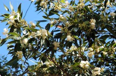 贛南地區烏桕樹什么月份開始流蜜（江西贛南主要的蜜源植物和花期介紹）