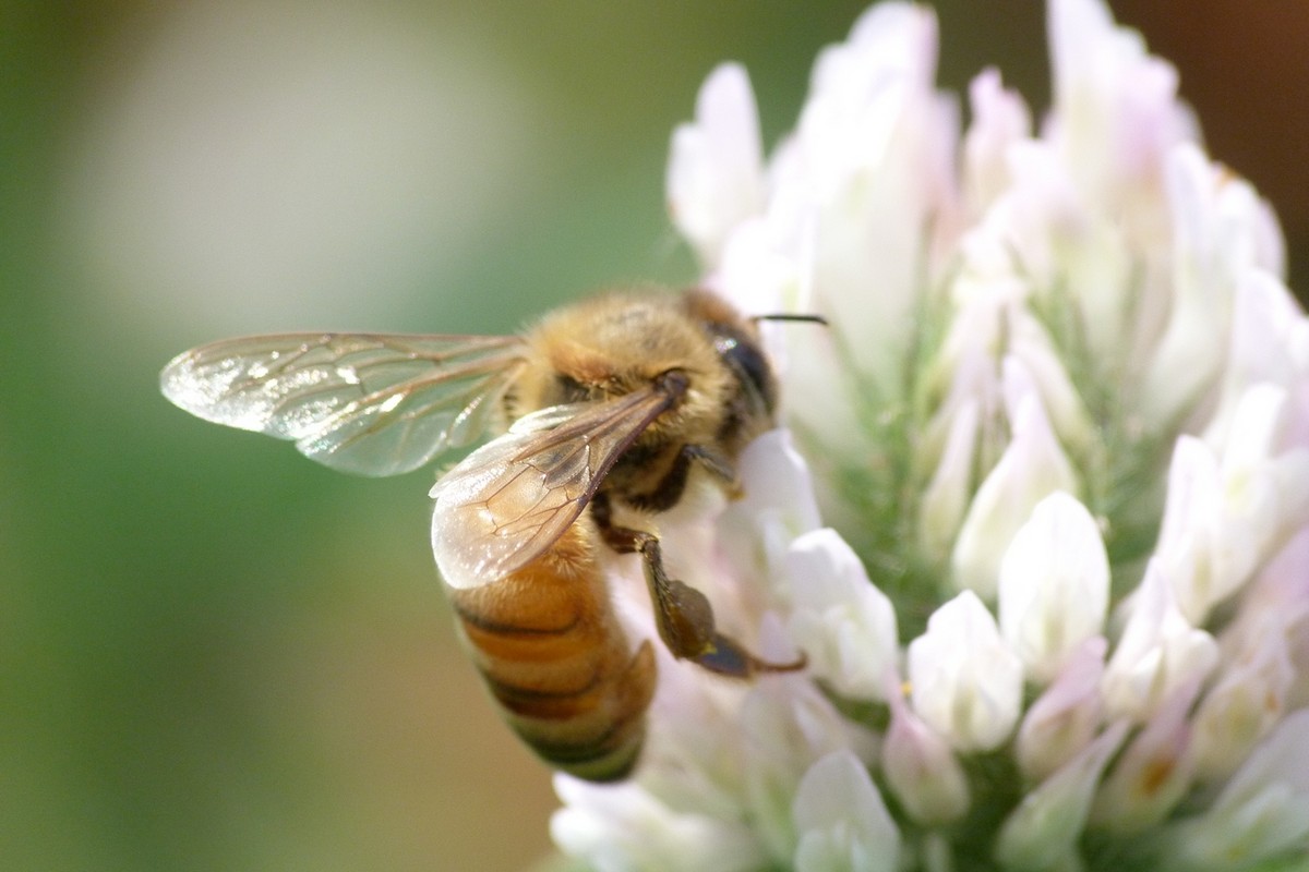 工蜂壽命從何時開始算起（工蜂能活多長時間）