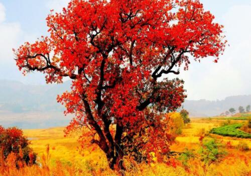 烏桕蜜樹(shù)有多少個(gè)品種（烏桕種類介紹 ）