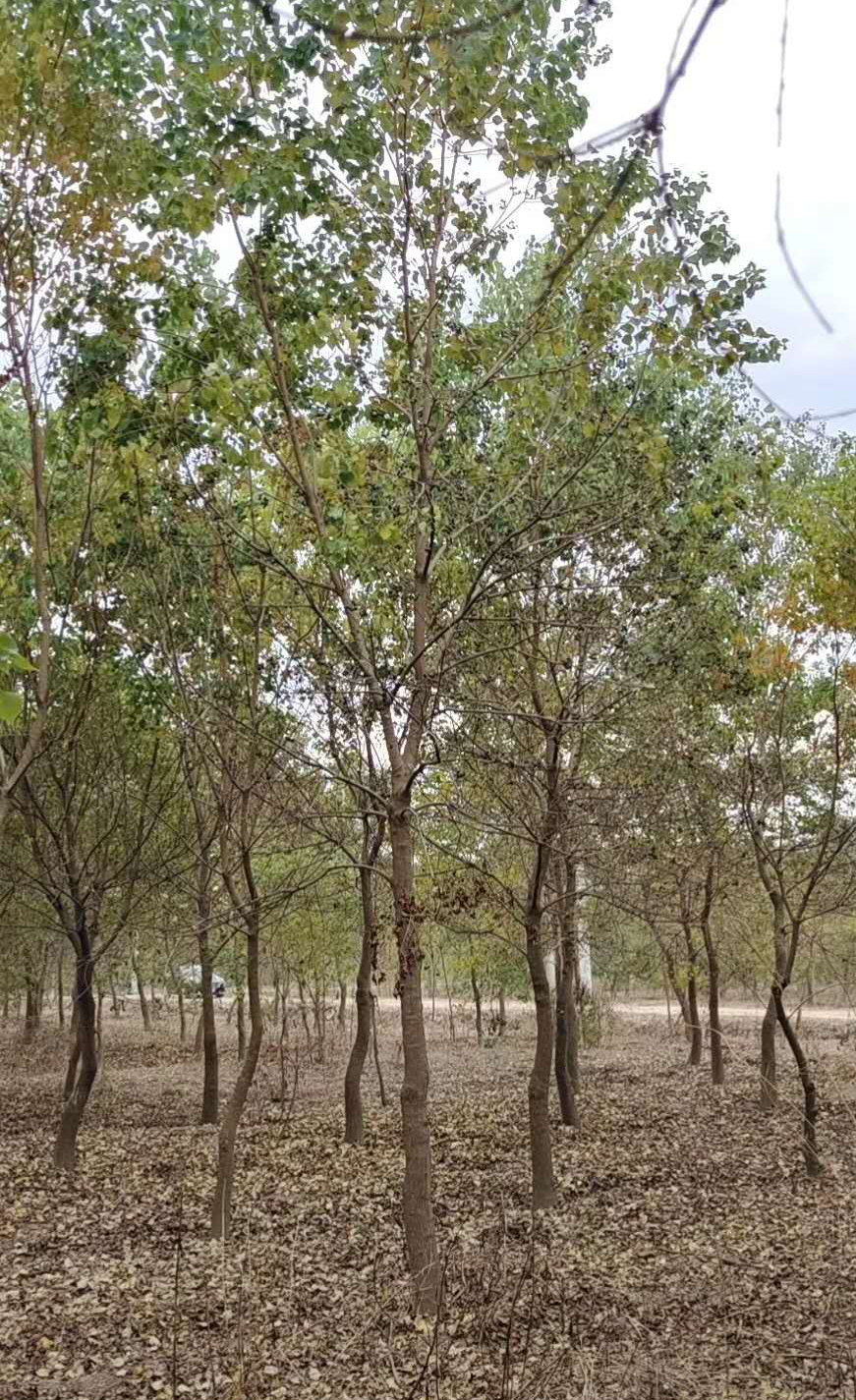 烏桕蜜樹(shù)有多少個(gè)品種（烏桕種類介紹 ）