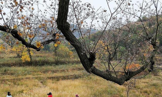 烏桕蜜樹(shù)有多少個(gè)品種（烏桕種類介紹 ）