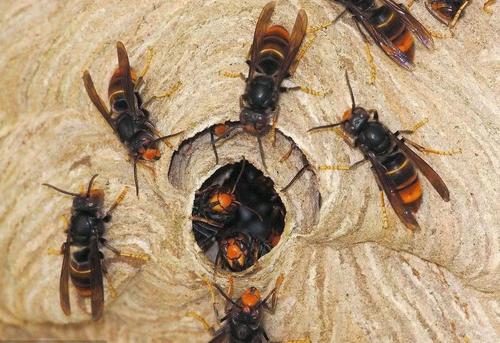 蜜蜂和馬蜂在家打窩是壞事嗎（蜜蜂和馬蜂來家里是福還是禍？）