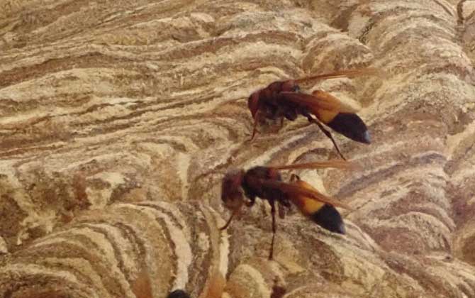 被黃腰虎頭蜂蟄了一下頭怕嗎（黃腰虎頭蜂蟄了怎么處理？）