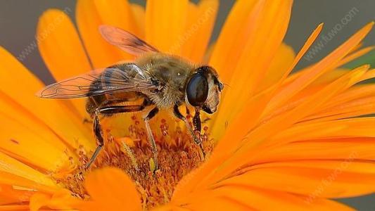 怎樣從蜂團(tuán)中找到蜂王？