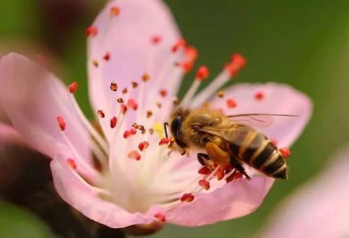養(yǎng)中蜂的詳細技術方法要點（中蜂養(yǎng)殖發(fā)展快的技巧）