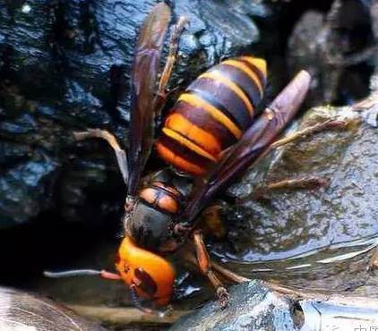 胡蜂會產蜂蜜嗎（胡蜂有沒有蜜）