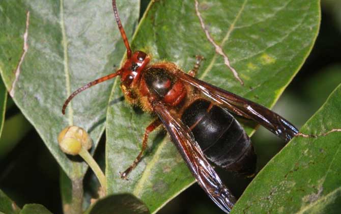牛角蜂蟄了幾天才算恢復（牛角蜂蟄了多久過危險期）