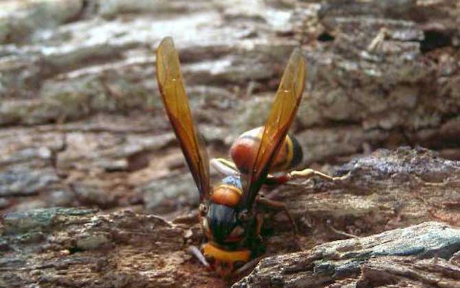 牛角蜂蟄了幾天才算恢復（牛角蜂蟄了多久過危險期）