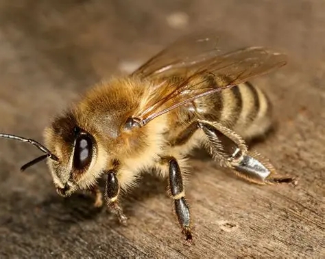 東北黑蜂的缺點是什么