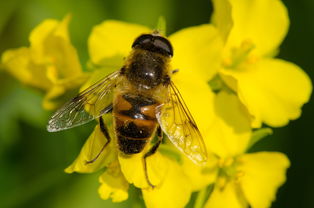 馬蜂最簡單的驅趕方法（在不傷害馬蜂的情況下，如何驅逐馬蜂）