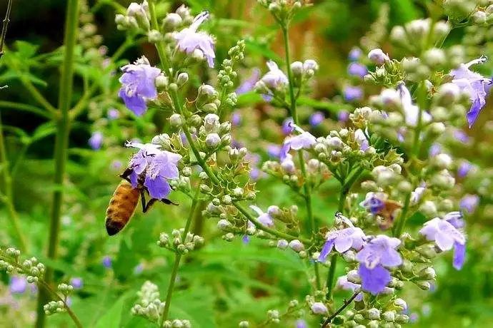 什么花流蜜最多？(盤點那些花流蜜多)