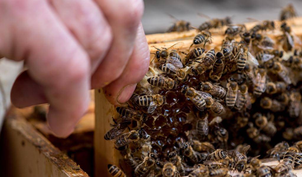 蜜蜂過(guò)冬最低溫度是零下多少度（蜜蜂冬天保溫和存活溫度要求）