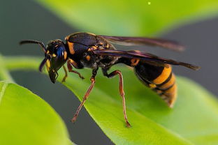 胡蜂的采食范圍有多大（胡蜂離巢多遠找吃的）