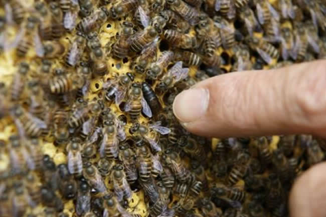 第一個(gè)蜂王怎么產(chǎn)生的