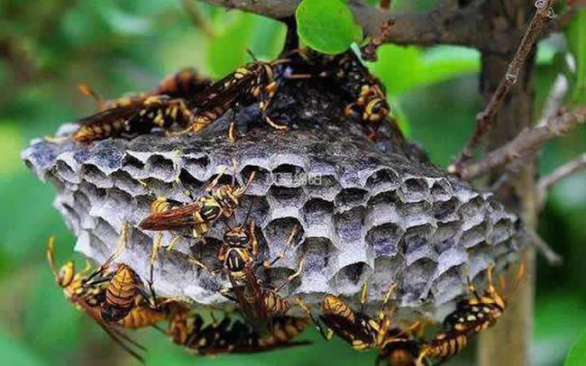 馬蜂和蜜蜂的區別