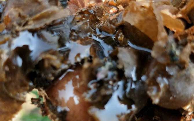 酸蜂蜜的價格是多少(云南酸蜂蜜多少錢一斤) 酸蜂蜜的價格是多少(云南酸蜂蜜多少錢一斤)