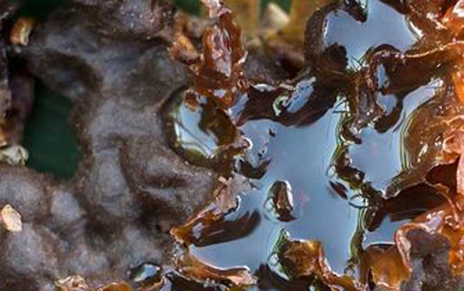 酸蜂蜜的價格是多少(云南酸蜂蜜多少錢一斤) 酸蜂蜜的價格是多少(云南酸蜂蜜多少錢一斤)