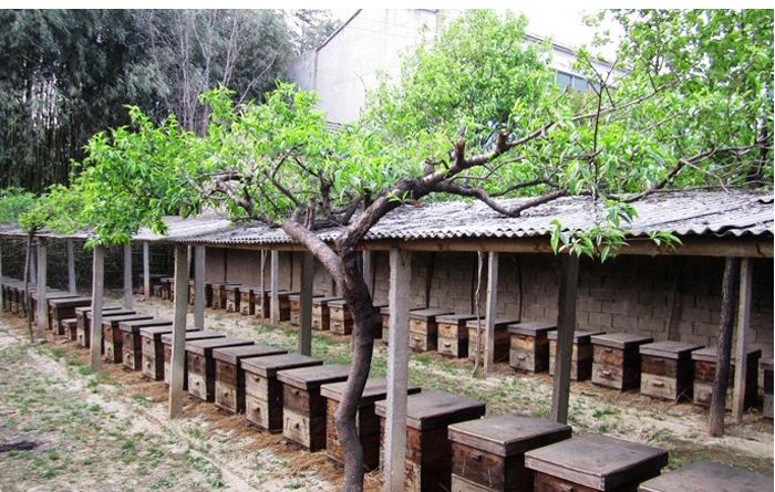 如何養(yǎng)蜂才能賺錢(qián)？有什么秘訣嗎？養(yǎng)蜂賺錢(qián)的必備條件！