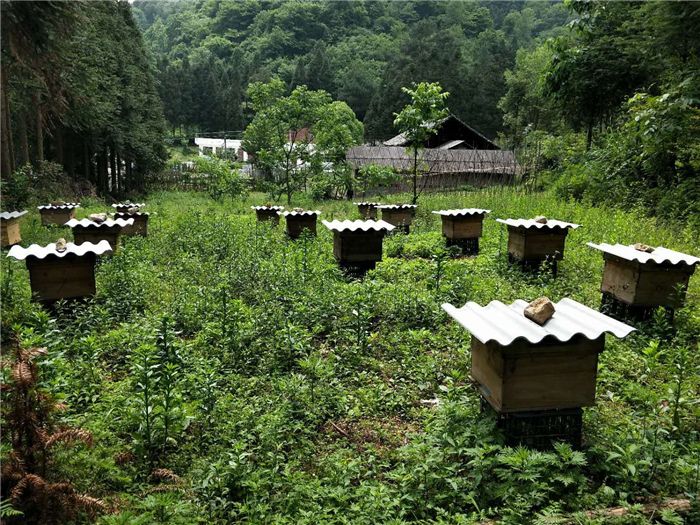 如何養(yǎng)蜂才能賺錢(qián)？有什么秘訣嗎？養(yǎng)蜂賺錢(qián)的必備條件！