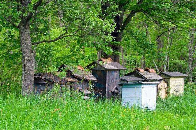 如何養(yǎng)蜂才能賺錢(qián)？有什么秘訣嗎？養(yǎng)蜂賺錢(qián)的必備條件！