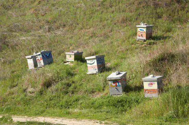 如何養(yǎng)蜂才能賺錢(qián)？有什么秘訣嗎？養(yǎng)蜂賺錢(qián)的必備條件！