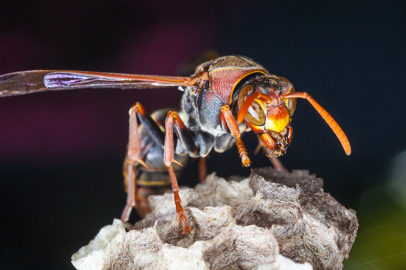 馬蜂筑巢是好兆頭嗎（馬蜂在家筑巢是兇是福）
