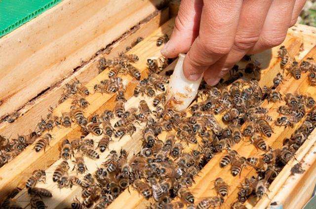 怎樣人工培育優(yōu)質(zhì)蜂王？