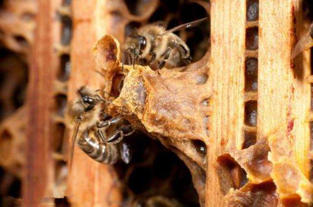 怎樣人工培育優(yōu)質(zhì)蜂王？