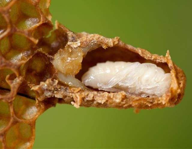 怎樣人工培育優(yōu)質(zhì)蜂王？