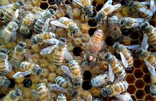 殺死蜂王蜜蜂會(huì)怎么樣？(其他蜜蜂怎么辦？會(huì)報(bào)仇嗎？)