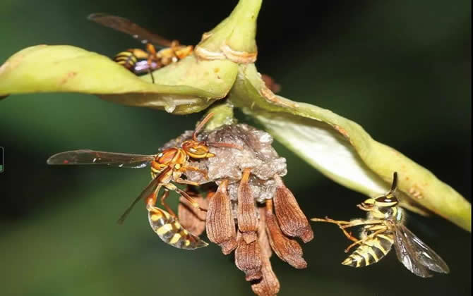 棕長(zhǎng)腳蜂有毒嗎（長(zhǎng)腳蜂毒性）